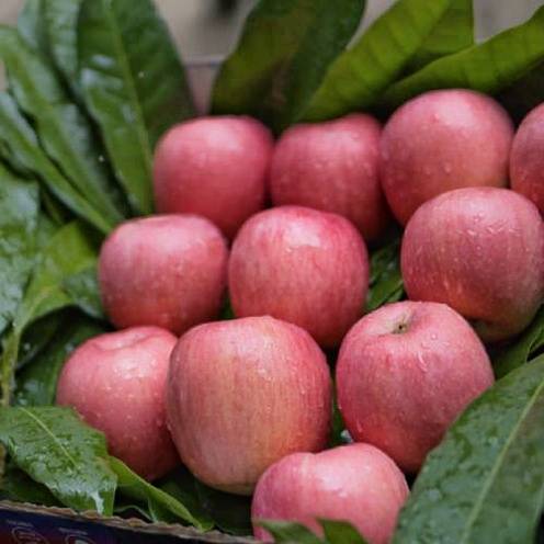 Apple fuji