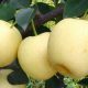 golden pear