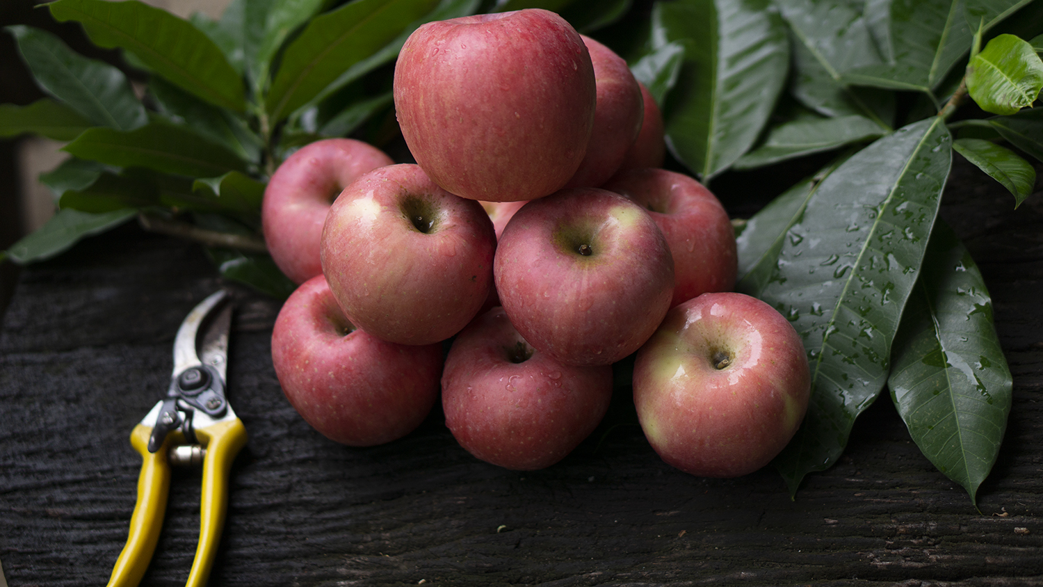 apple2.1